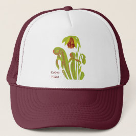 Boné Darlingtonia da planta carnívora