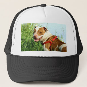 Boné de Pitbull