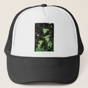 Boné Ferns -