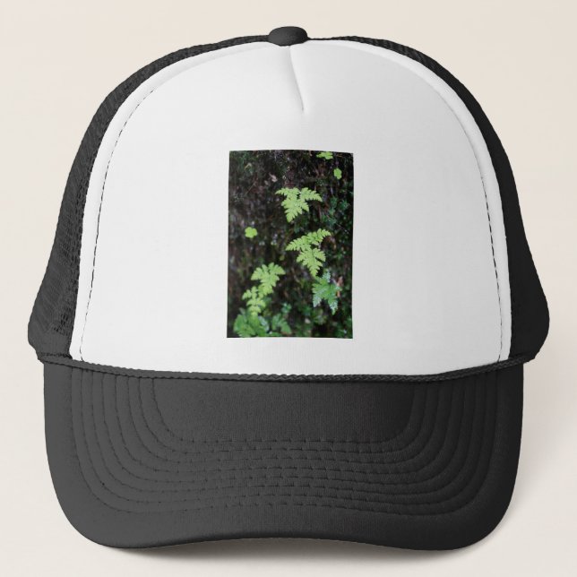 Boné Ferns - (Frente)