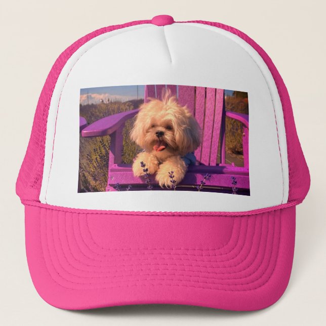 Boné Filhote de Shih Tzu Curioso e Fofo, Cachorro Relax (Frente)