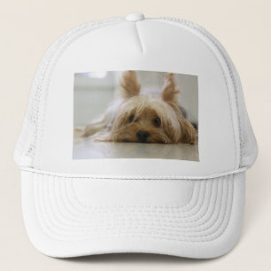 Boné filhote de terrier de yorkshire pet cachorro fofo 