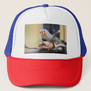 Boné Finch