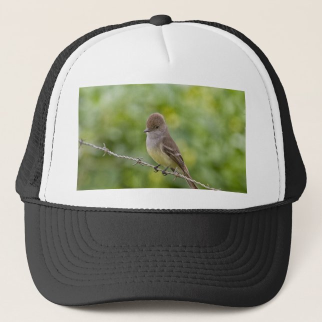 Boné Flycatcher (Frente)