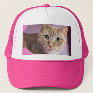 Boné Gato