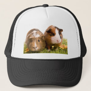 Boné guinea pigs tem-se lawn
