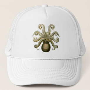 Boné Haeckel Octopus
