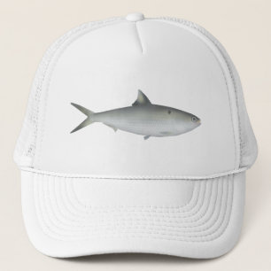 Boné Hilsa Shad
