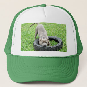 Boné Jovem Homem Staffy Brincando Com Seu Pneu,