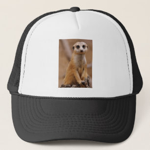 Boné Levantando Meerkat