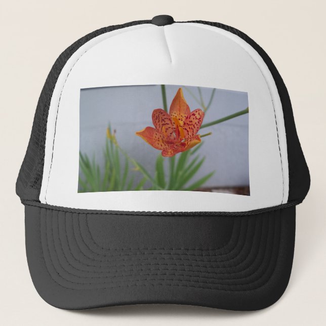 Boné Lily Blackberry, levemente vista, em um jardim (Frente)