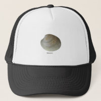 Moluscos do Quahog