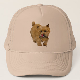 Boné Norwich Terrier