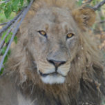 Boné O Velho Leão Saindo.<br><div class="desc">Tomada perto do Campo de Chobe em Botswana,  África.</div>
