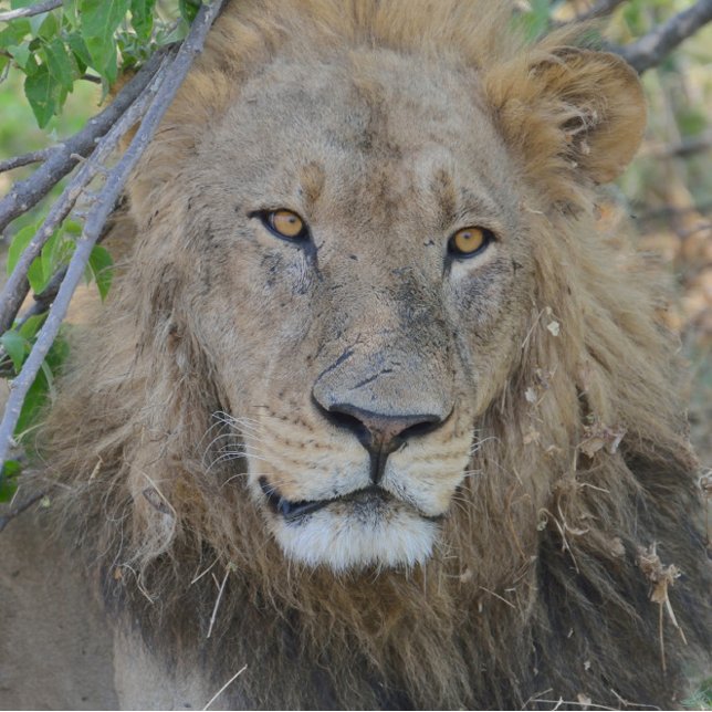 Boné O Velho Leão Saindo. (Criador carregado)