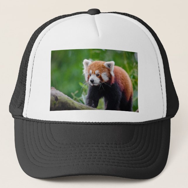 Boné Panda vermelha (Frente)