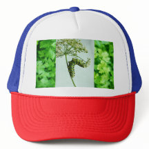 Paraela de Comida Black Swallowtail