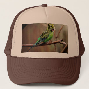 Boné Parakeet do tigre