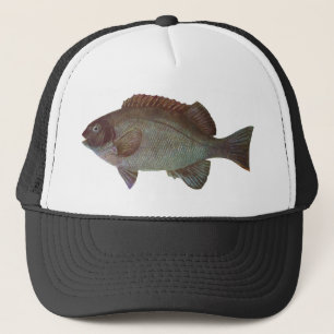 Boné Peixes - Blackfish da rocha - elevata de Girella
