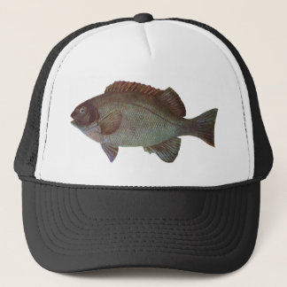Boné Peixes - Blackfish da rocha - elevata de Girella
