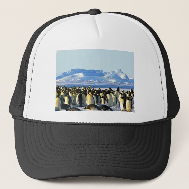 Boné Pinguins imperadores (Frente)