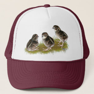 Boné Pintinhos Coturnix Quail