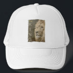 Boné Pop de Arte Moderna Elegante Modelo de Leão<br><div class="desc">Elegante Pop moderno  Art Cabeça Leão-Leão-Leão-Modelo Adicionar Logotipo de Imagem Foto Do Trucker-Basic Hat.</div>