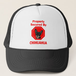 Boné Propriedade fixada pela chihuahua