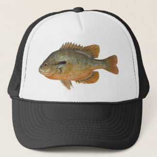 Boné Sunfish de Redbreast - auritus do Lepomis