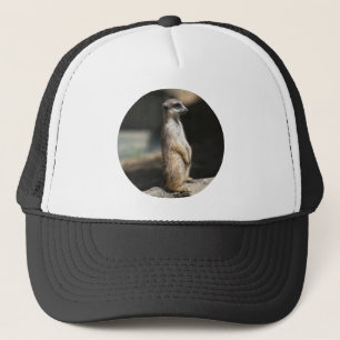 Boné Suricata