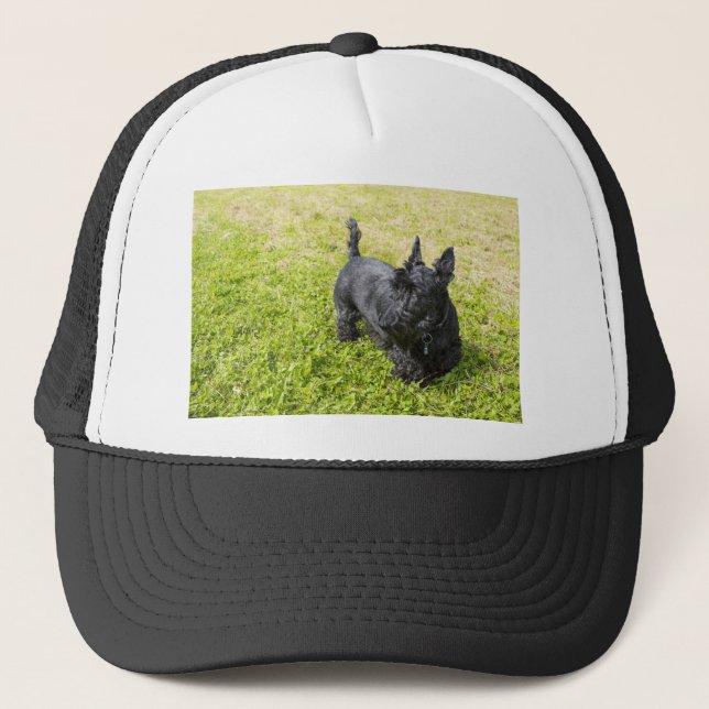 Boné Terrier escocês (Frente)