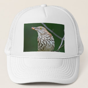 Boné Tordo-castanho c/ Roupas de Presentes do Dia