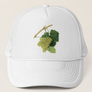 Boné Uvas para vinho brancas na videira, fruta da