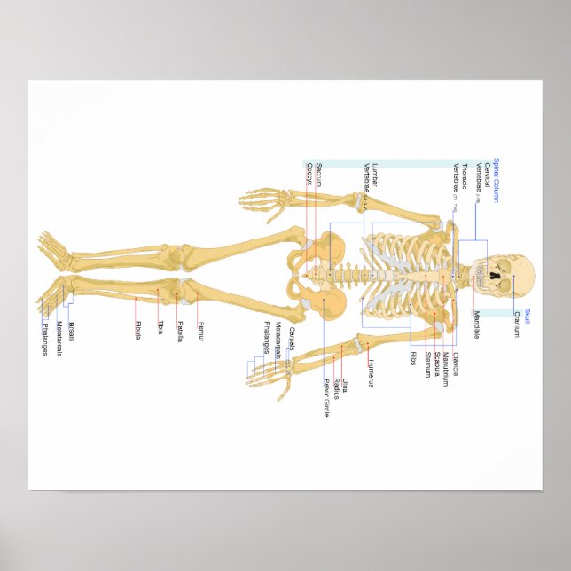 Bones Poster (Frente)