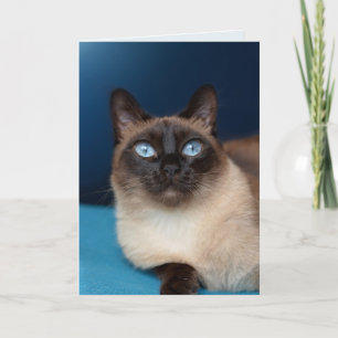 BONITA DE NOITE DE GATO SIAMESES BONITA Cartão de 