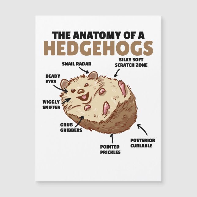 Bonita Explicação De Hedgehog Anatomia De Hedgehog (Frente)