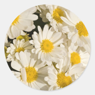 Bonito adesivos de margarida
