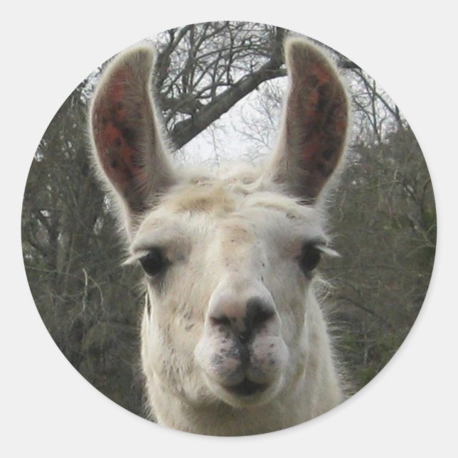 Bonito adesivos Llama (Frente)