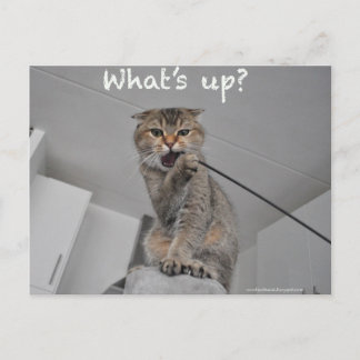 Bonito escocês de macarrão gato olá cartão engraça