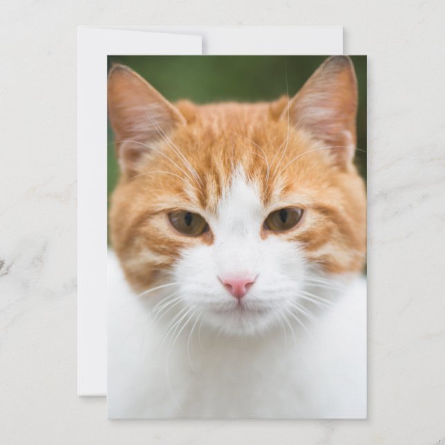 Bonito gato vermelho (Frente)