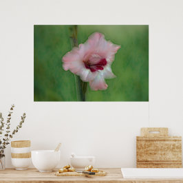 Bonito Gladiolus Flor Poster