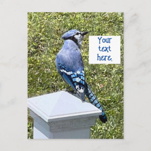 Bonito jay azul em cartões postais personalizados