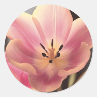 Bonito no adesivo da Tulipa Roxa