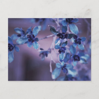 Bonito no cartão roxo