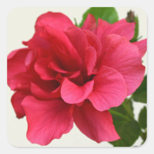 Bonito no rosa - etiqueta