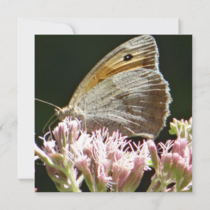 Bonito placa plana borboleta grande