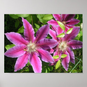 Bonito rosa, Clematis Impressão