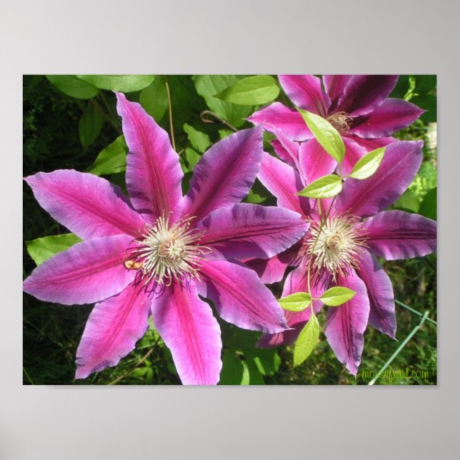 Bonito rosa, Clematis Impressão (Frente)