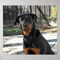 Bonito Rottweiler Heidi Poster