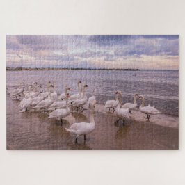 Bonitos Swans na Quebra-cabeça da Manhã